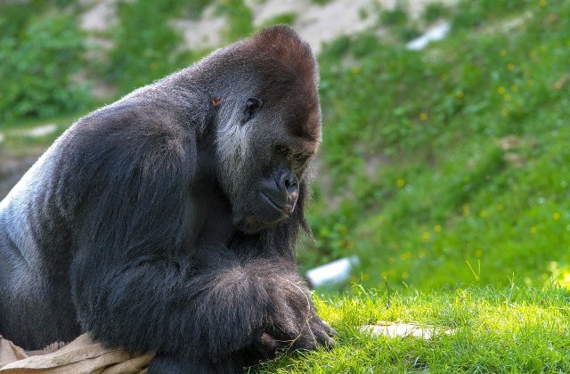 O gorilă bolnavă de Covid s-a vindecat după ce i-a fost administrat un tratament bazat pe anticorpi de sinteză