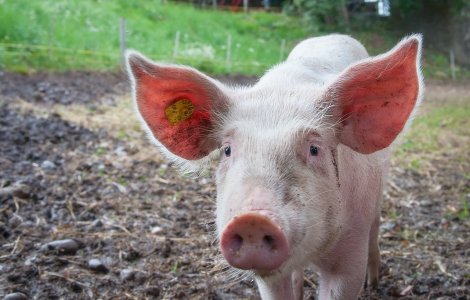 Polițiștii din Sebeș au prins un porc „evadat” dintr-o remorcă