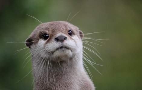 VIDEO: O vidră este filmată în timp ce se joacă pe malul unui râu