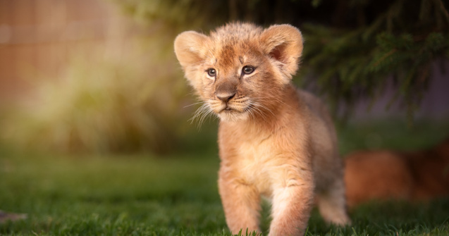 Singapore: S-a născut primul pui de leu conceput prin inseminare artificială