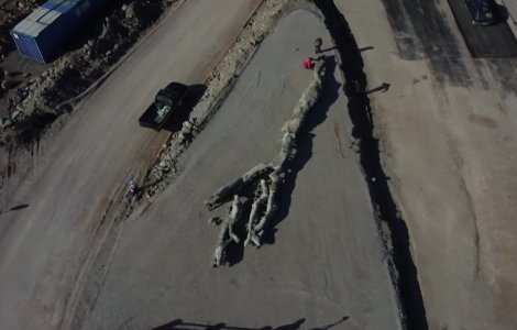 VIDEO Arbore fosilizat, vechi de 20 de milioane de ani, descoperit în Grecia