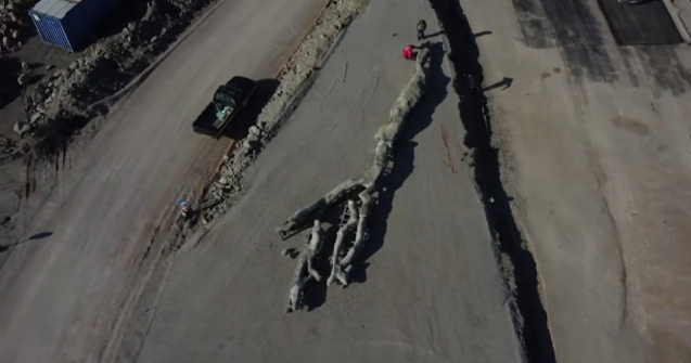 VIDEO Arbore fosilizat, vechi de 20 de milioane de ani, descoperit în Grecia