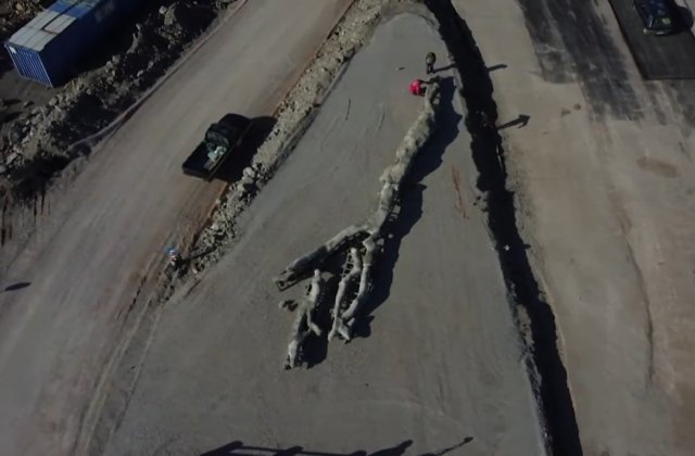 VIDEO Un arbore fosilizat, vechi de 20 de milioane de ani, a fost descoperit pe o insulă din Grecia