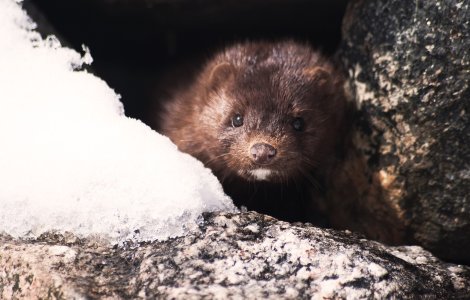 Suedia: Procesul de reproducere a nurcilor va fi oprit din cauza pandemiei