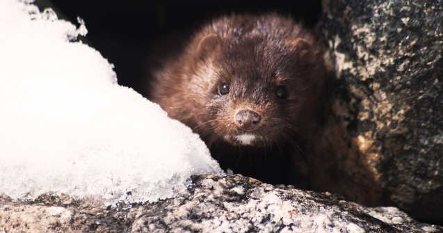 Suedia: Procesul de reproducere a nurcilor va fi oprit din cauza pandemiei