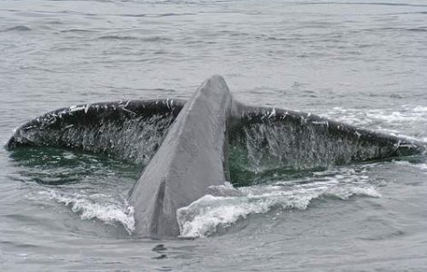 Zgomotul din oceane ameninta mamiferele marine