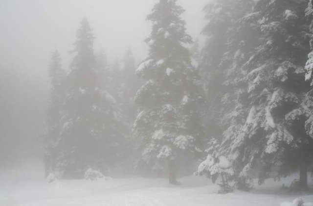 Temperaturile foarte scazute aduc mizerie si moarte in Europa