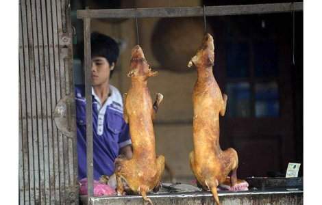 Tarile unde se consuma carne de caine