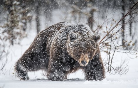 Un urs a fost surprins făcând tumbe în zăpadă