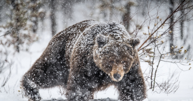 Un urs a fost surprins făcând tumbe în zăpadă