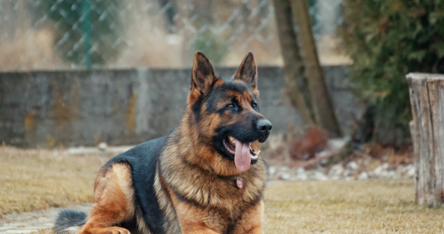 Câini dresați pentru a detecta virusul Covid-19 la o clinică din Germania