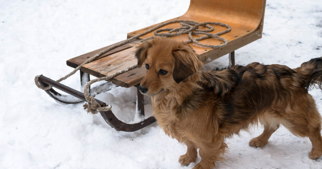 VIDEO: Imagini cu un copil care își plimbă câinele cu sania