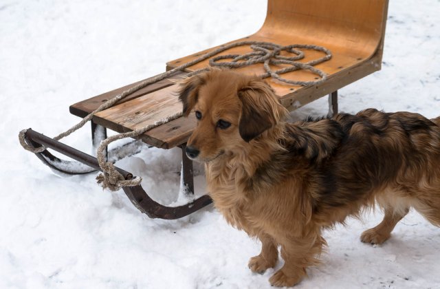 VIDEO: Imagini virale cu un copil care își plimbă animalul de companie cu o sanie trasă de bicicletă