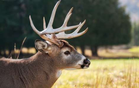 VIDEO: Zeci de cerbi speriați de braconieri au căzut într-un lac