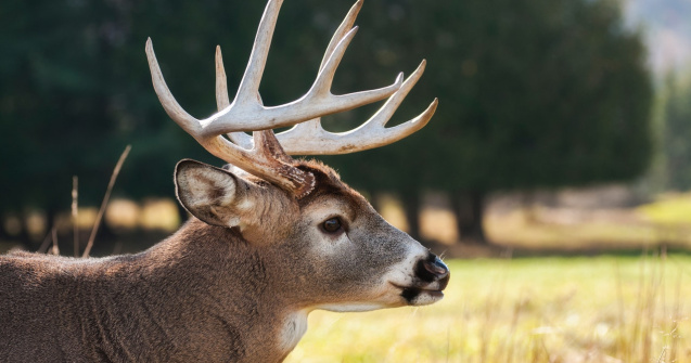 VIDEO: Zeci de cerbi speriați de braconieri au căzut într-un lac