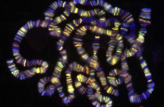 Cercetatorii americani au descoperit un posibil antidot pentru cancerul de prostata