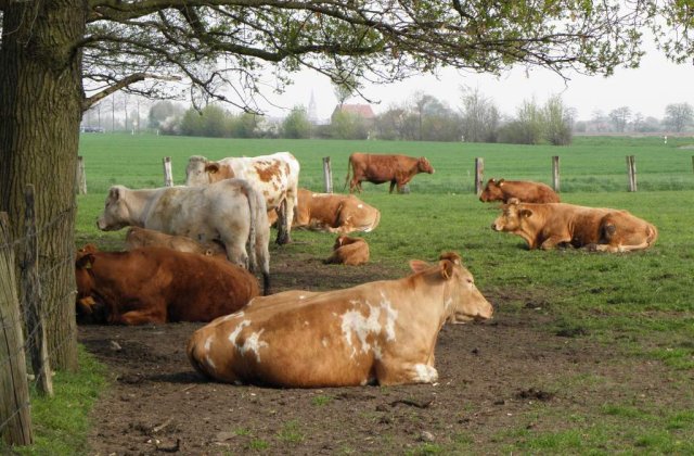 Din 2010, o serie de subventii pentru agricultura neconforme cu normele UE vor disparea