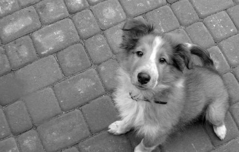 Sfat de la experti: Tineti-va canii in lesa de Revelion!