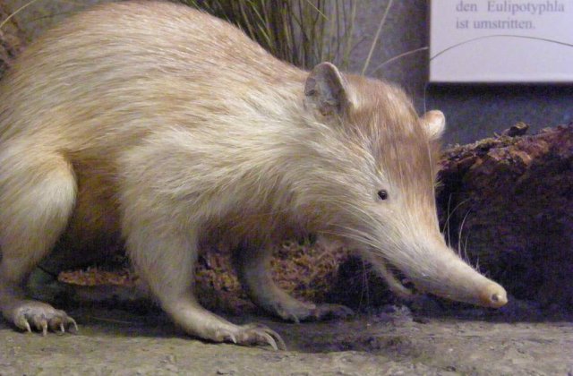 Ce stiati despre mamifere veninoase?