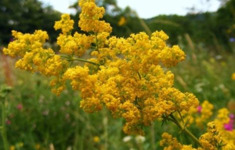 Sarbatoarea Sanzienelor: Ziua in care fetele isi afla sortitul