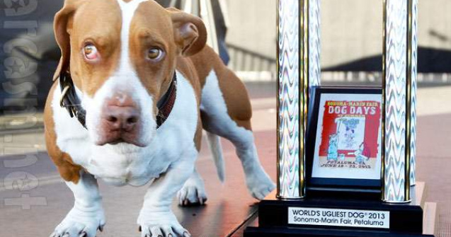 A fost desemnat "Cel mai urat caine din lume"