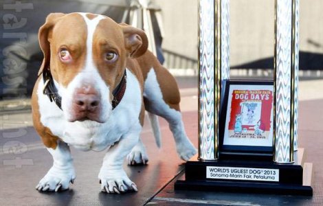 A fost desemnat "Cel mai urat caine din lume"