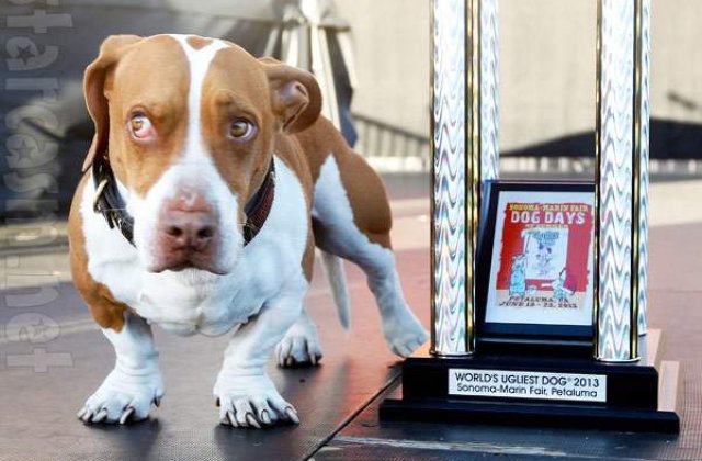 A fost desemnat "Cel mai urat caine din lume"
