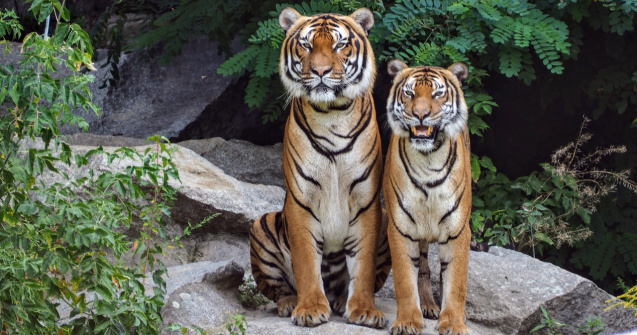 Angajatul unei grădini zoologice din Indonezia, sfâșiat de doi tigri