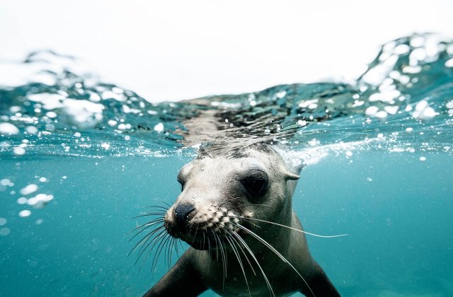 VIDEO: O focă a fost surprinsă împrietenindu-se cu un scafandru