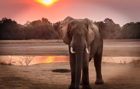 VIDEO: Elefant supus la chinuri îngrozitoare care i-au cauzat moartea