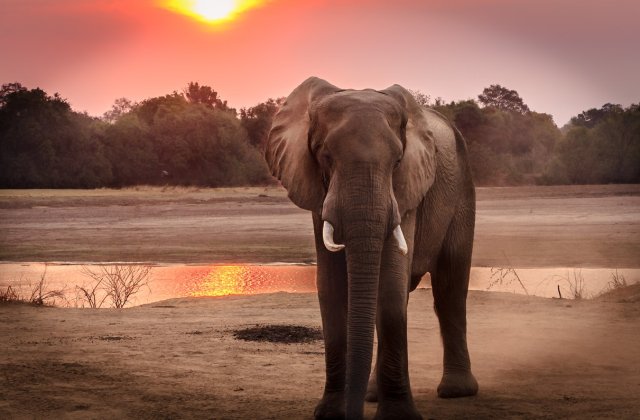 VIDEO: Elefant supus la chinuri îngrozitoare care i-au cauzat moartea