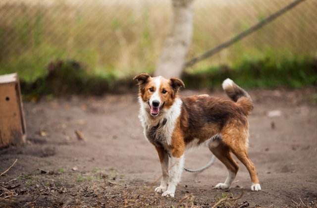 Adăpostul de câini de pe şoseaua Odăi din Sectorul 1 va fi închis