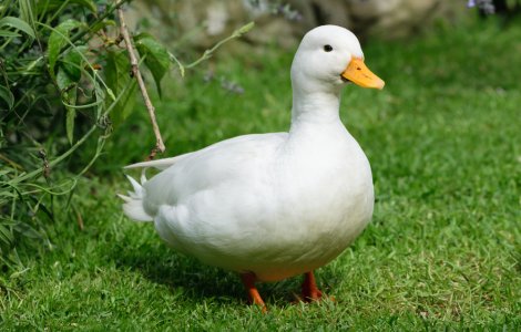 VIDEO: Rața care face surf este atracția unei plaje din Australia