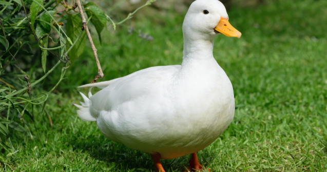 VIDEO: Rața care face surf este atracția unei plaje din Australia