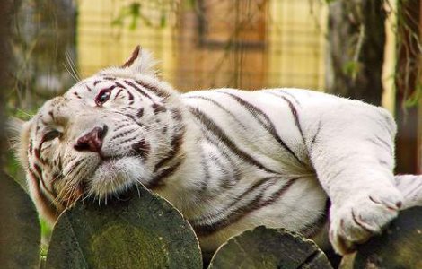 SOS: Au mai ramas doar 3.200 de tigri in salbaticie