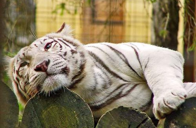 SOS: Au mai ramas doar 3.200 de tigri in salbaticie