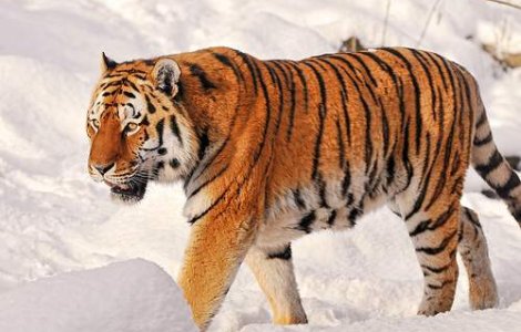 Arestat pentru ca a mancat un tigru