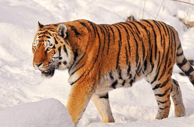 Arestat pentru ca a mancat un tigru