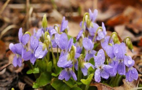 Studiu: Plantele, capabile de calcule artimetice complexe