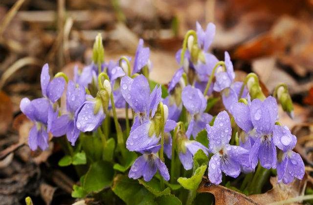 Studiu: Plantele, capabile de calcule artimetice complexe