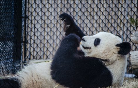 VIDEO: Fu Bao, puiul de urs panda care face senzație pe internet