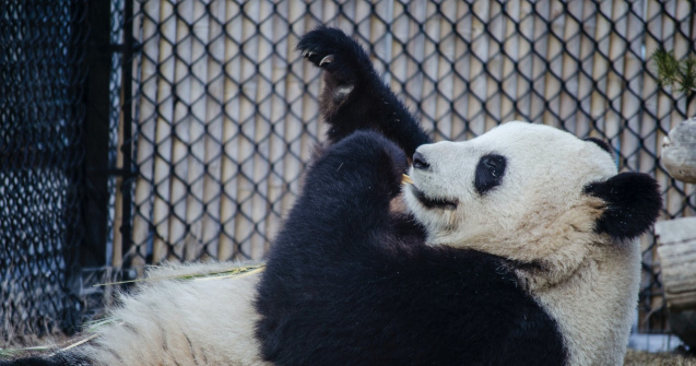 VIDEO: Fu Bao, puiul de urs panda care face senzație pe internet