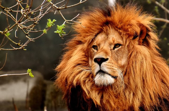 Viitorul Grădinii Zoologice din Londra este &icirc;n pericol din cauza lockdown-ului