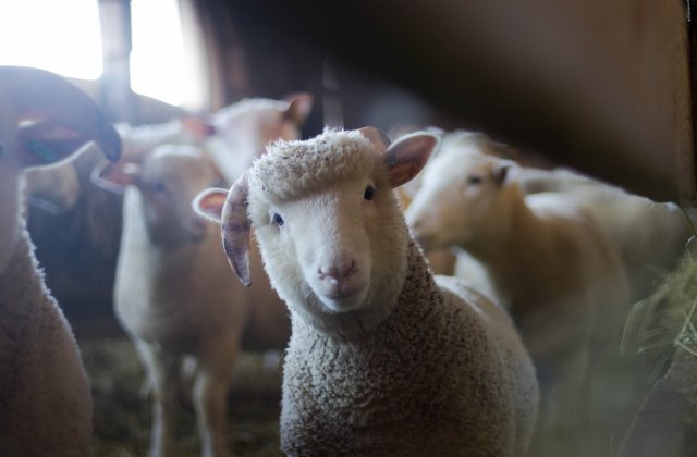 Un camion cu oi s-a răsturnat &icirc;n județul Alba, iar 180 de animale au murit