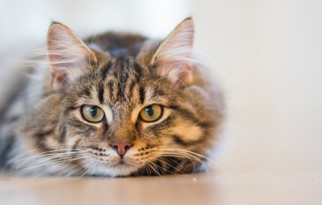 O pisică a fost depistată pozitiv cu COVID-19, după lansarea unui sistem de testare a animalelor