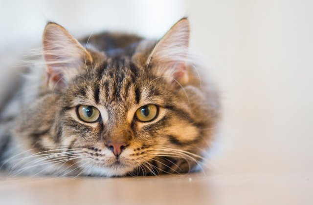 O pisică a fost depistată pozitiv cu COVID-19, după lansarea unui sistem de testare a animalelor