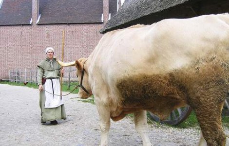 Cel mai mare bou din lume