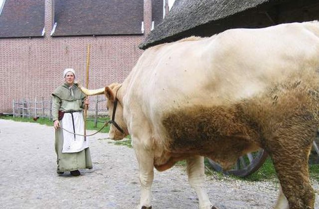 Cel mai mare bou din lume