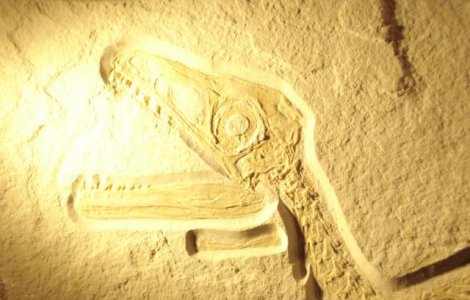  Top  Top 10 dinozauri care au trait pe teritoriul Romaniei