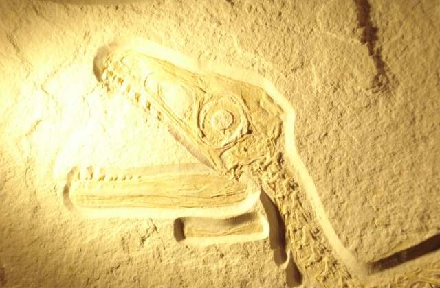 Top 10 dinozauri care au trait pe teritoriul Romaniei